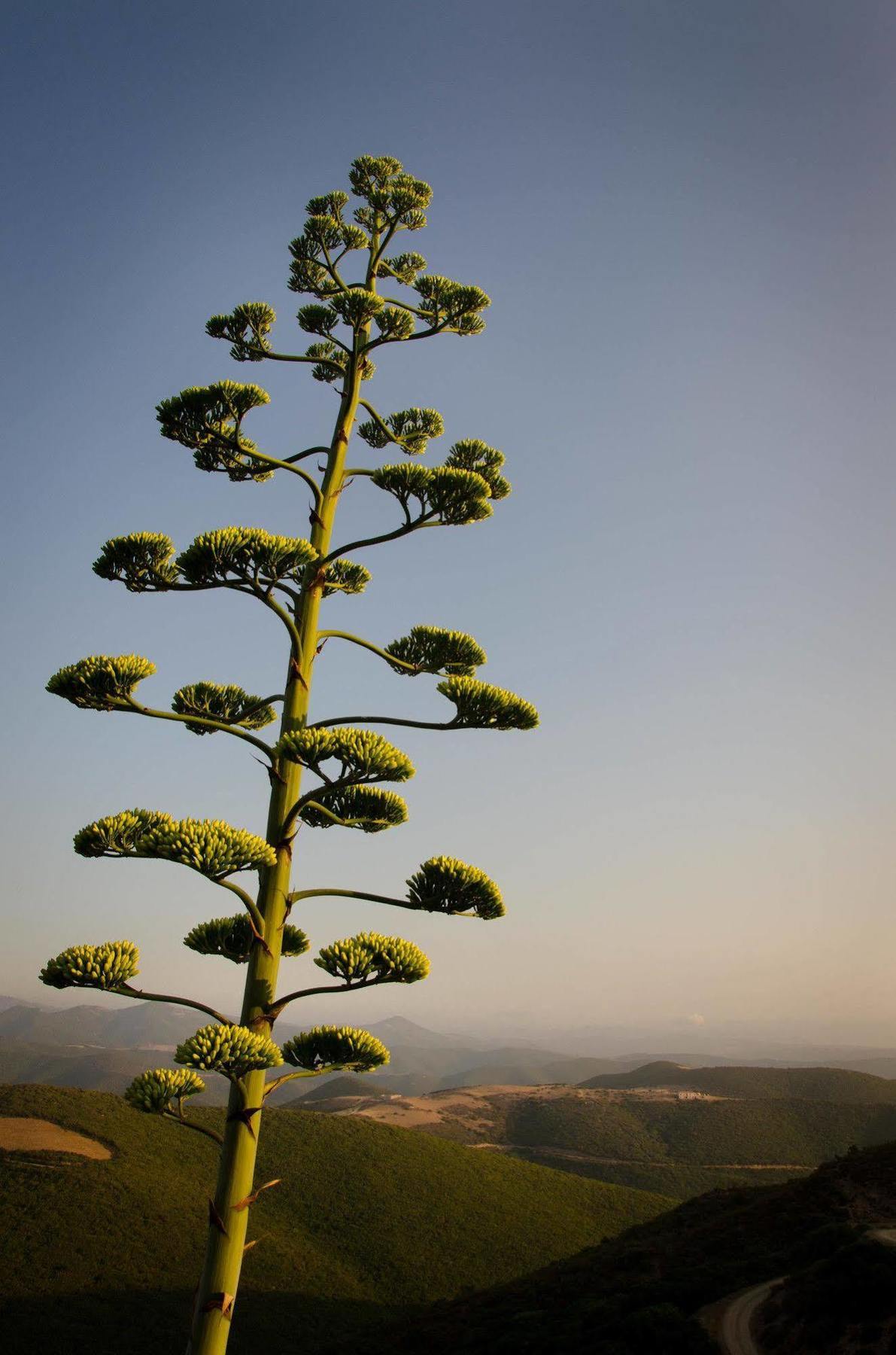 L'aquila Agroturismo Arbus